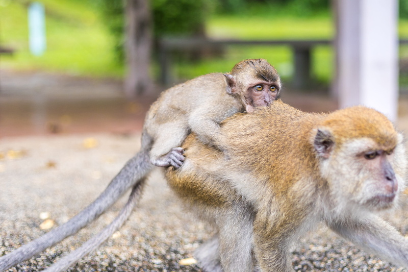 no people, cute, 4K, temple, rest, looking, care, animal world, day, monkey temple, focus on foreground, outdoors, vertebrate, animal wildlife, macaque monkeys