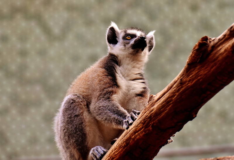 branch, tree, one animal, day, lemur, nature, monkey, focus on foreground, animals In The Wild, 4K, vertebrate, madagascar, äffchen, animal, tierpark hellabrunn