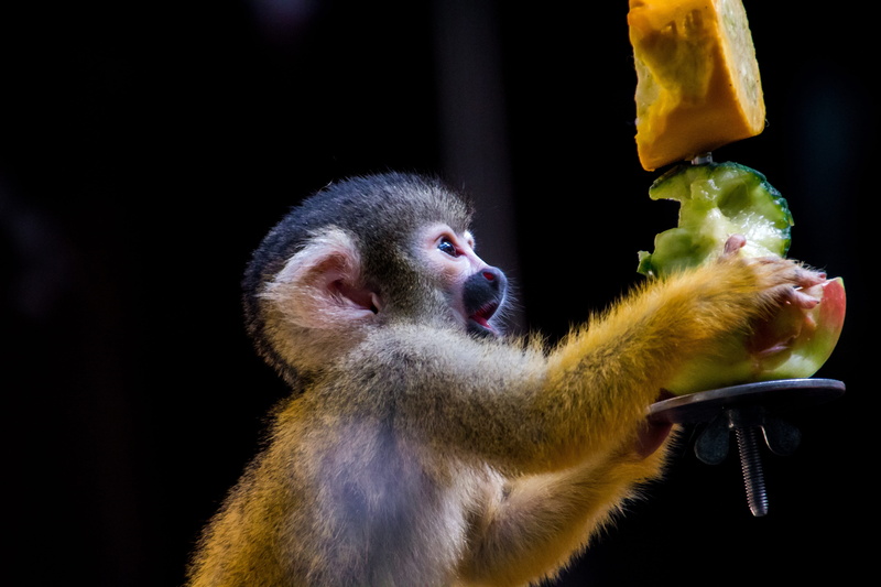 5K, no people, one animal, mammal, äffchen, climb, animal, nature, monkey, food and drink, eating, brown, mouth open, eat, vertebrate, side view, focus on foreground