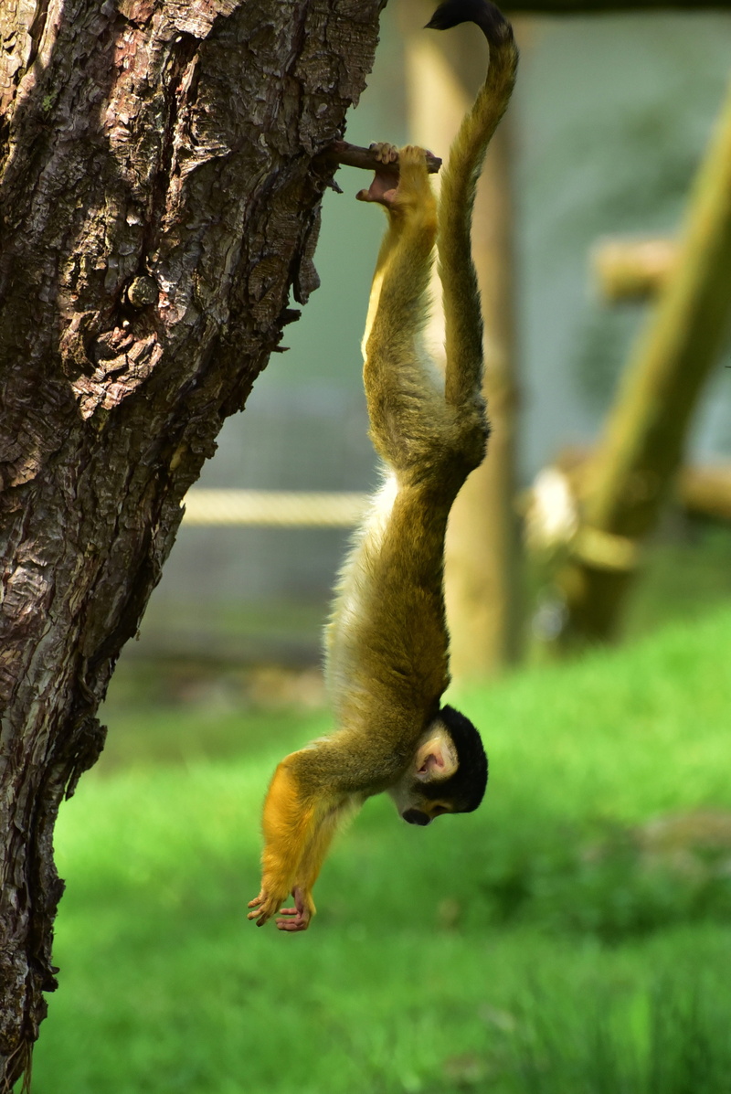 animal themes, close, day, nature, full length, animals in the wild, cute, primate, one animal, äffchen, branch, vertebrate, animal wildlife, animal, sweet