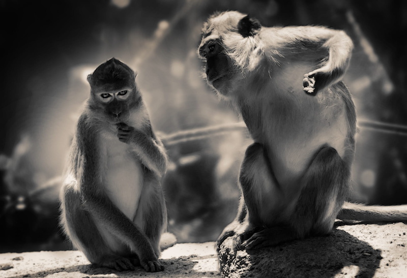 mountain monkey, young animal, nature, vertebrate, monkey, two animals, animals in captivity, sunlight, äffchen, two, ape, 1080P, animal world, cute, mammal