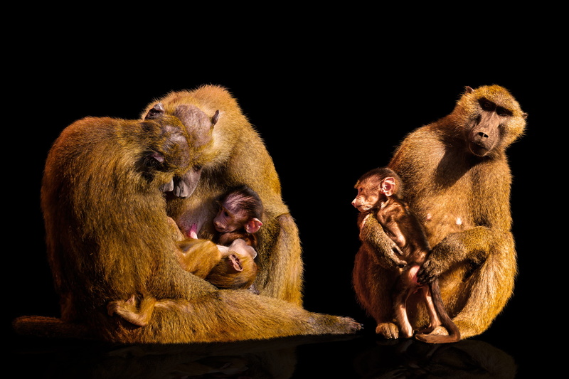 cute, two, group of animals, three, rest, sitting, good night, togetherness, young animal, shinxpavian, carrying, evolution, time out, no people, animals in the wild
