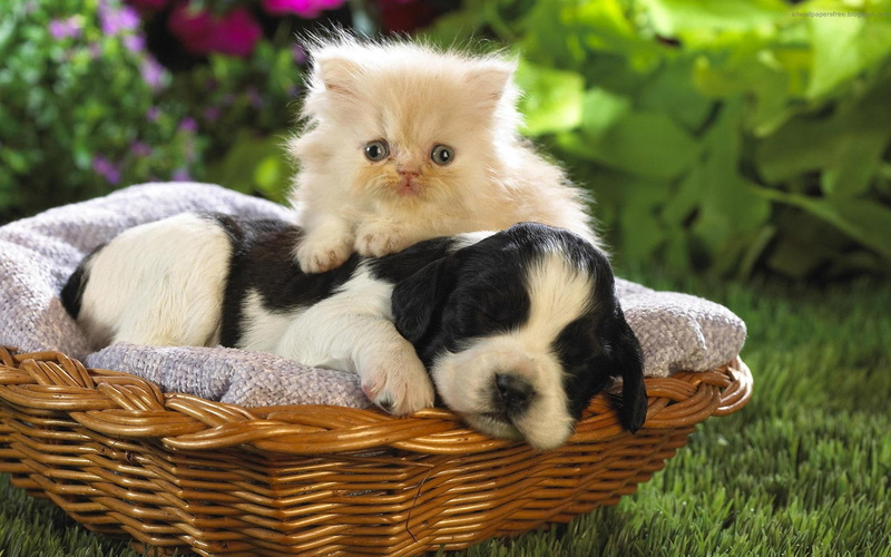 coat, kitten, puppy, cute, sweet, dog, long, white, animals, dogs, funny, 1080P, persian, black, cat