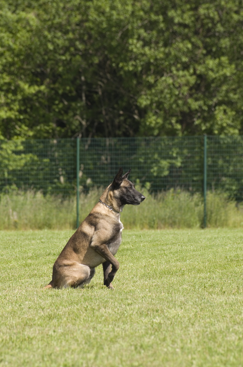 plant, mammal, field, grass, Malinois, animal themes, profile view, sitting, one animal, nature, animal, land, Malinois, domestic, vertebrate, Belgian Shepherd