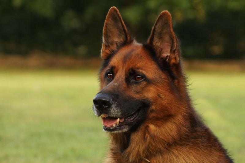 one animal, animal, looking away, animal head, animal themes, pets, looking, vertebrate, no people, canine, domestic animals, mammal, snout, dog, nature