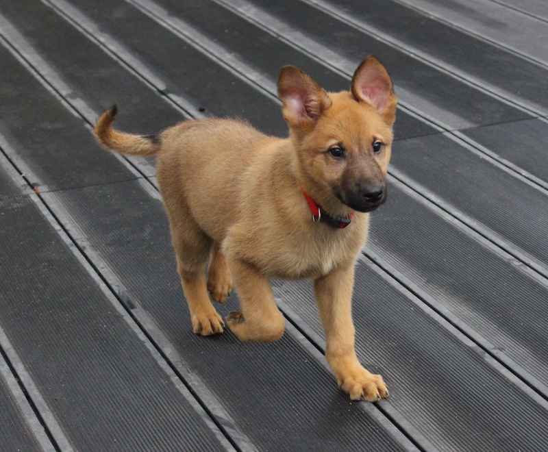 Puppy, domestic, canine, Petit, full length, small, Shepherd, no people, one animal, portrait, domestic animals, mammal, german shepherd, animal themes