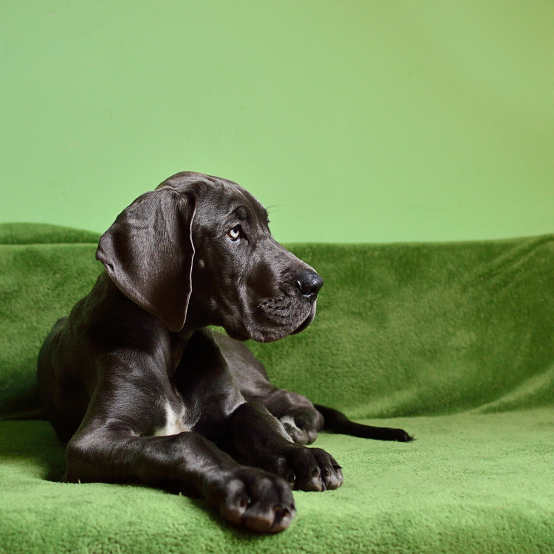 green color, pets, home dog, 1080P, black labrador, indoors, canine, dog, labrador retriever, grass, puppy, animal themes, room, great, black, no people