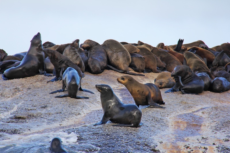 thousands, island, herd, aquatic mammal, no people, group of animals, land, animal wildlife, cute, mountain, seals, animals in the wild, interesting, wildlife