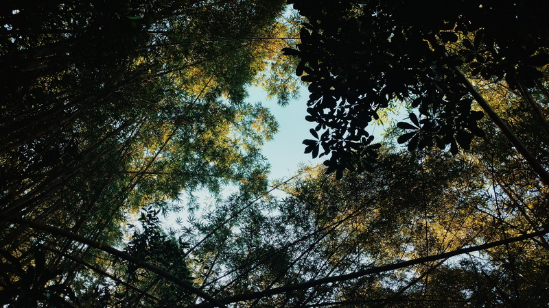 tree canopy, tree, sky, tropical, south america, trees, day, 5K, tranquil scene, ubatuba, growth, plant, beauty in nature, branch, tree trunk, leafs, land