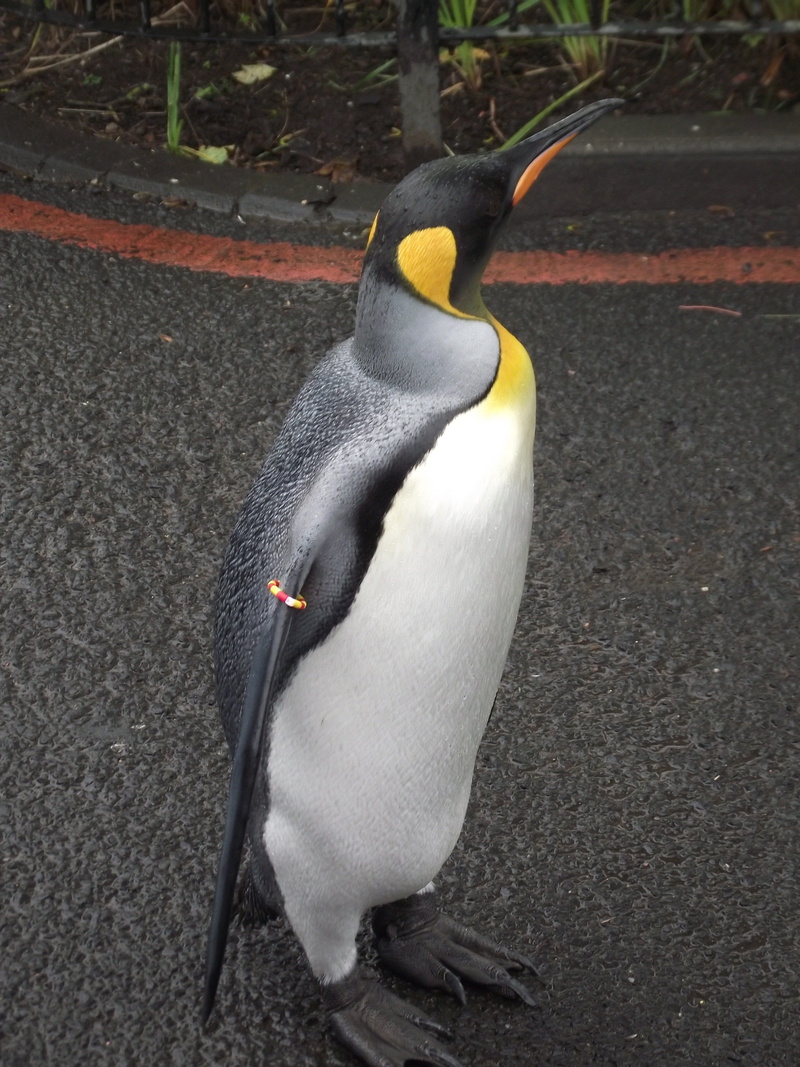 animal, one animal, outdoors, animal wildlife, King Penguin, Animals, nature, no people, Zoo, animal themes, full length, beak, high angle view, close-up