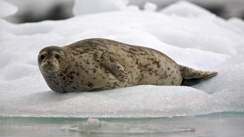 outdoors, resting, animal, seal, seal - Animal, ice, brown, no people, peninsula, lying down, vertebrate, antarctica, atlantic Ocean, harbor Seal, sea
