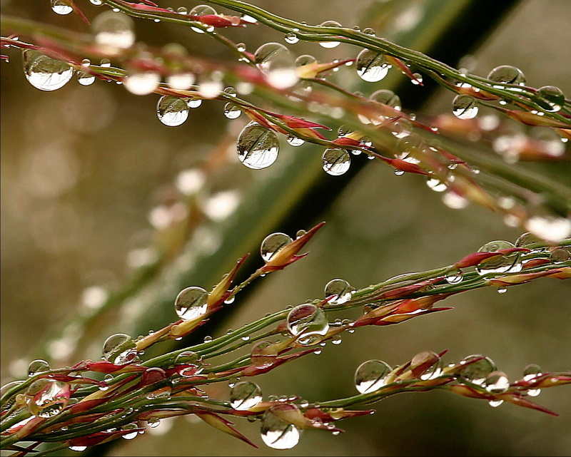 freshness, abstract, Tropical Storm Ernesto, grass, shallow focus, Top, green, water droplets, Lida, focus, In the rain, red, nature, 720P, water, BRAVO