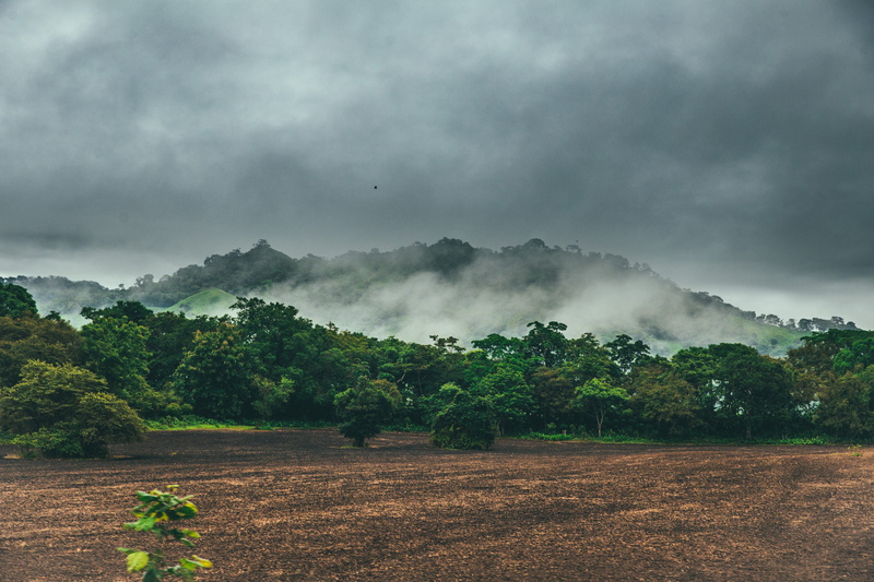outdoors, cloudy, rainforest, day, scenics - nature, wind, mountains, panama, tropical, tranquil scene, growth, tree, fog, tranquility, environment, cambutal