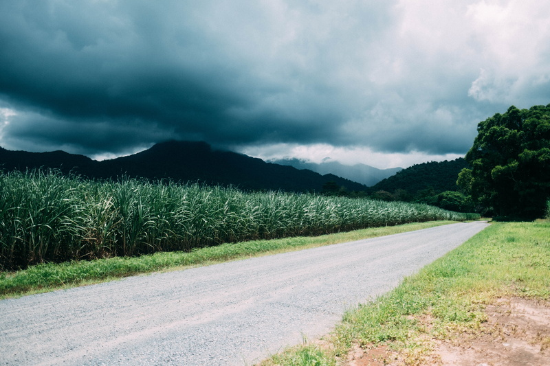 tropical, green, grass, environment, near, tropic, tree, scenics - nature, landscape, transportation, direction, northern queensland, daintree, sky, wide
