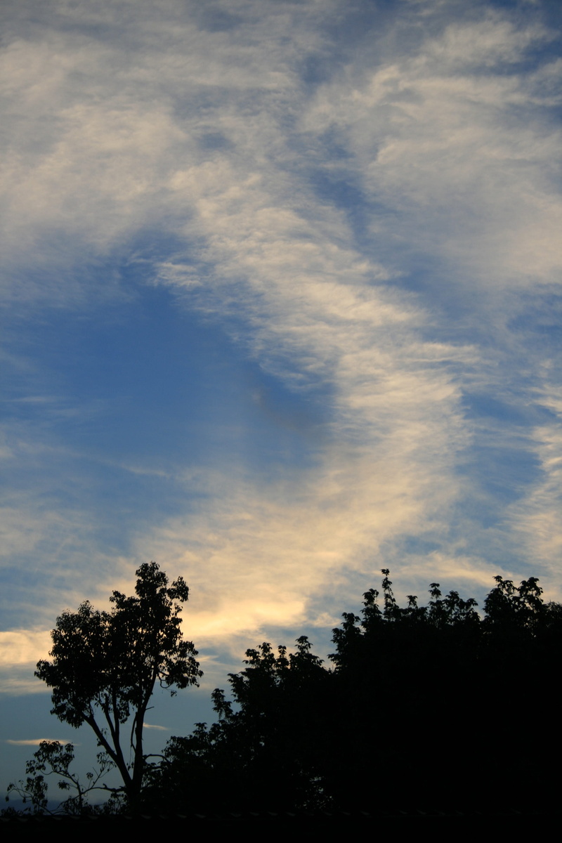 low angle view, sunset, pearly, blue, growth, scenics - nature, beauty in nature, day, nature, Swirl, tranquility, trees, no people, white, silhouette