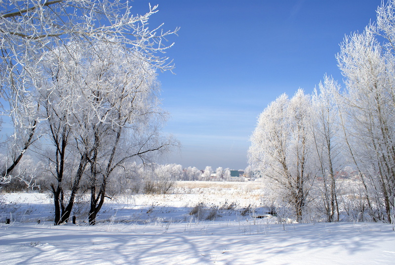 Nature, beauty In Nature, rural Scene, bare tree, dahl, Landscape, blue, ice, cold - Temperature, scenics - nature, covered, siberia, daytime, cold, environment