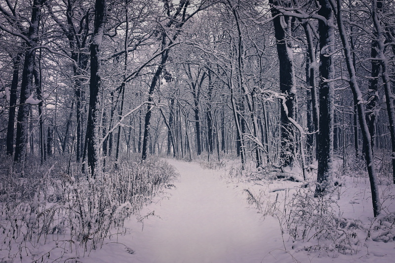 non-urban scene, beautiful, Beauty, cold temperature, lake, sky, frozen, outdoor, christmas, cold, scenics - nature, photography, xmas, tree, daytime, woodland