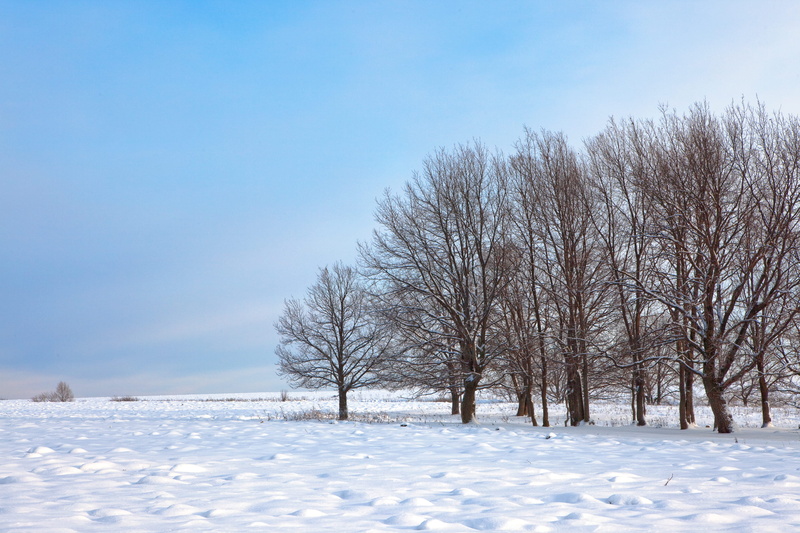 light, shadow, silence, frost, december, tranquil scene, land, white color, day, snow, closeup, season, cold, environment, sky, fir, white, non-urban scene