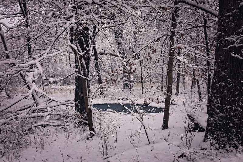 xmas, scenic, tree trunk, no People, beautiful, branch, extreme weather, portrait, grey, Trees, snowing, Winter, woodland, 5K, cold temperature, bare tree
