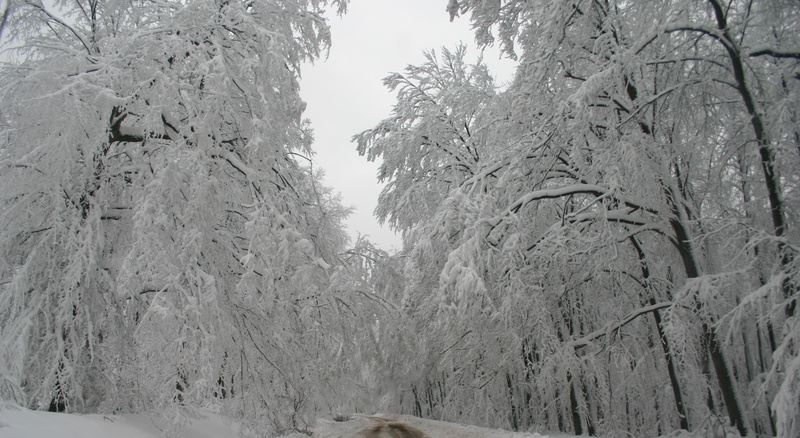 white, low angle view, daytime, mountain, tree, no people, winter, snowfall, tranquil scene, ze, branch, january, wintertime, seasonal, snow, weather, ice