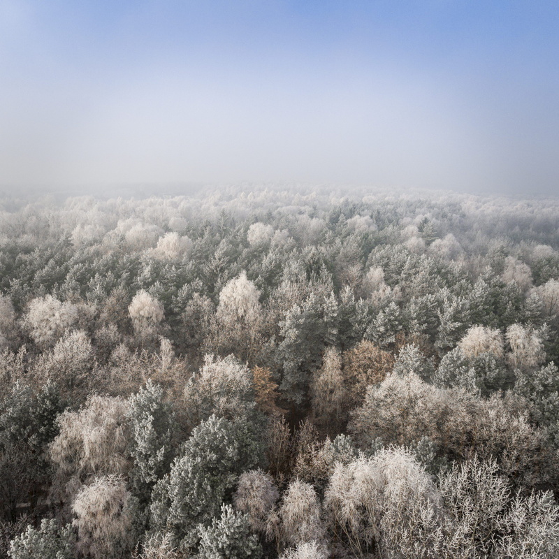 tranquility, growth, cherry blossom, daytime, beauty in nature, fragility, covered, photo, scenics - nature, blossom, drone view, treetop, aerial view