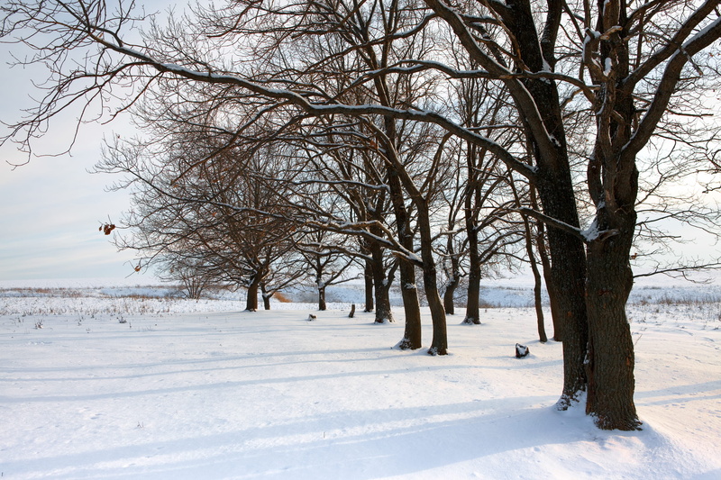 frozen, december, season, covered, fir, snowfall, snowflake, sunlight, landscape, tranquility, day, wood, xmas, glade, snow, bare tree, park, beauty in nature