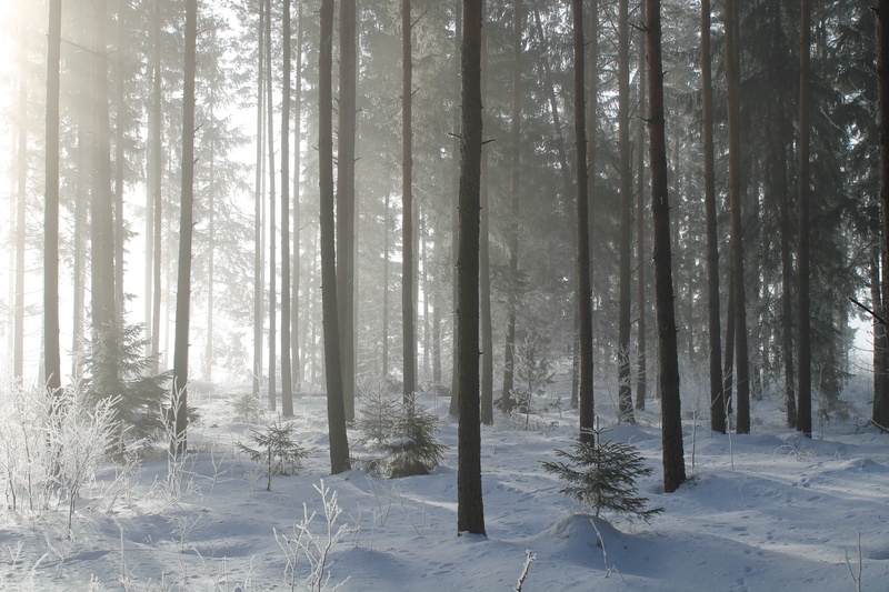 cold temperature, coniferous tree, organic, leaves, ice, tree, tranquility, plant, forest, wilderness, pine tree, daytime, frozen, covered, woods, outdoors