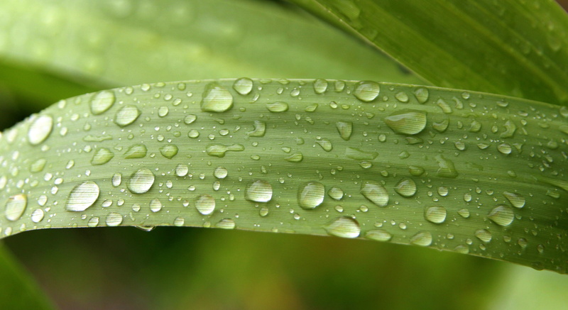 macro, raindrop, water, rain, weather, flower, dew, climate, season, plant part, shower, wet, plant, seasonal, close-up, Watery, biology, Droplet, nature