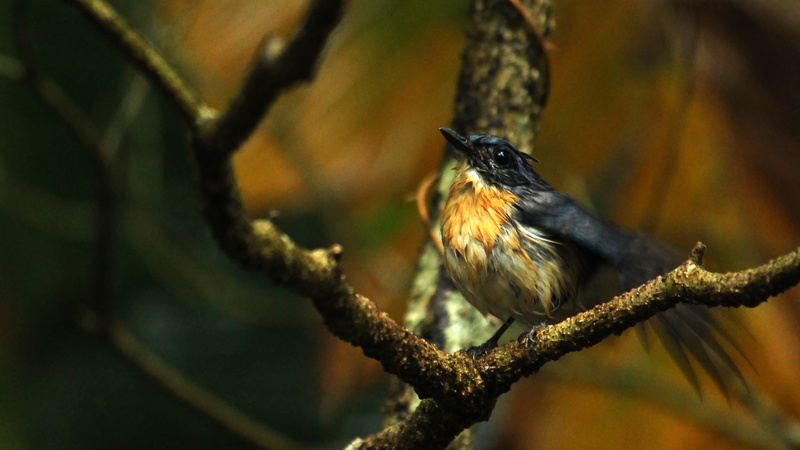full length, wet, environment, rain, no people, plant, bird, animals in the wild, vertebrate, droplet, lichen, wild, wing, season, weather, songbird, natural