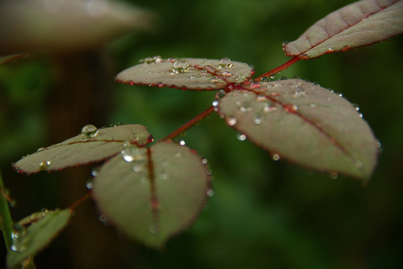 backgrounds, dew, macro, plant part, purity, growth, wet, raindrop, rain, no people, close-up, freshness, flora, plant, outdoors, beauty In Nature, selective focus