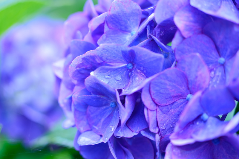 botanical, raindrop, dewdrops, springtime, beautiful, macro, delicate, no people, drop, natural, petal, bloom, summer, flower head, purple, green, japan