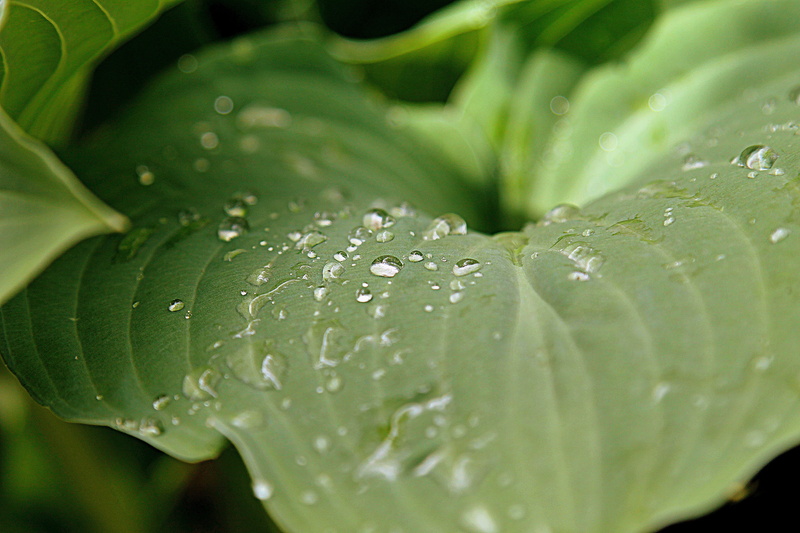 wet, environment, grass, backgrounds, outdoors, natural, flower, beauty in nature, liquid, garden, freshness, rainy season, 4K, bright, Spring, green