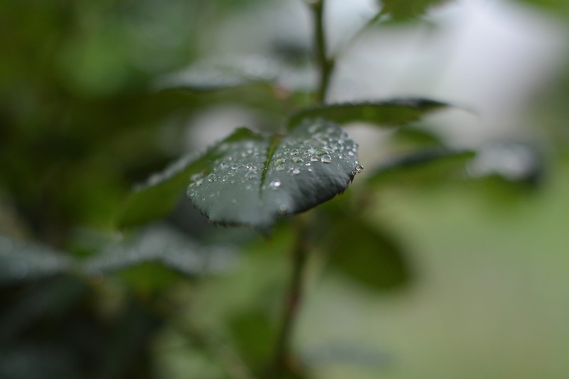 ice, growth, day, rainforest, no people, plant part, color, raindrop, cold temperature, natural, environment, outdoor, organic, leaf, branch, water, season