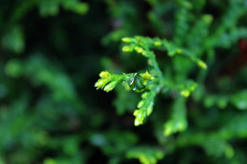 nature, wet, close-up, environment, green, tree, season, flower, plant part, drop, droplet, garden, beauty in nature, food and drink, branch, 4K, color