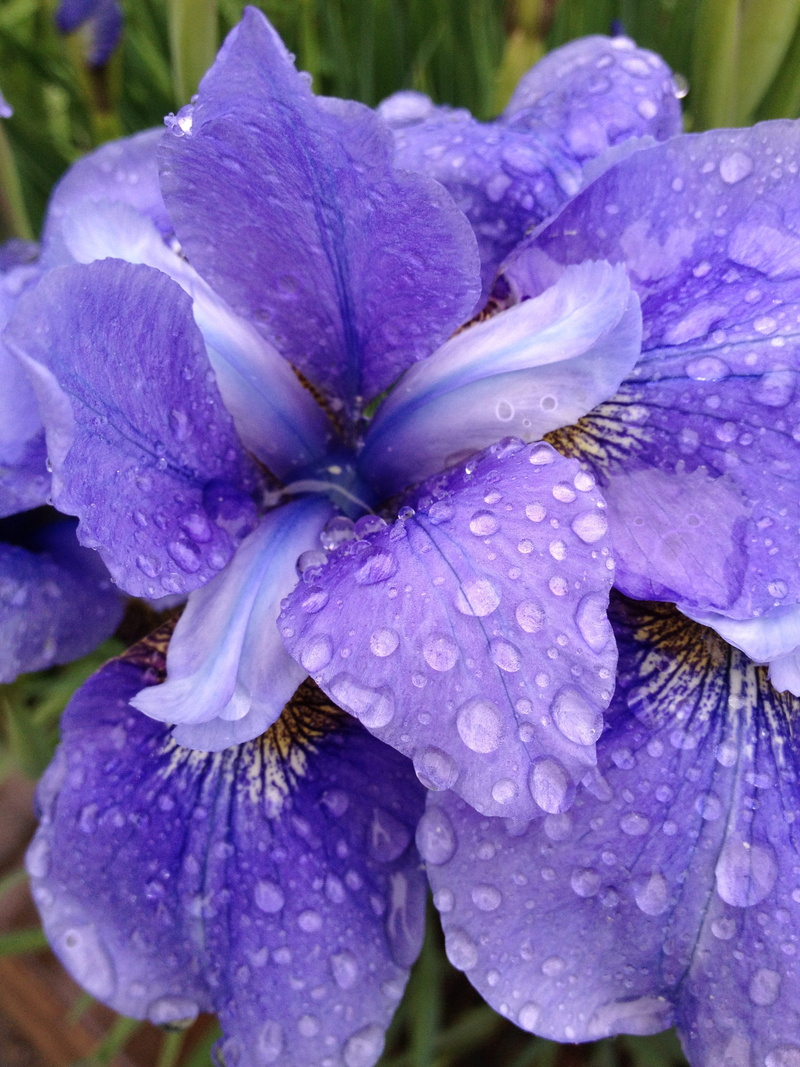 water drops, Flower, Floral, vulnerability, flower head, Iris, Bloom, day, summer, raindrop, macro, iris - plant, blossom, rain drops, flowering plant
