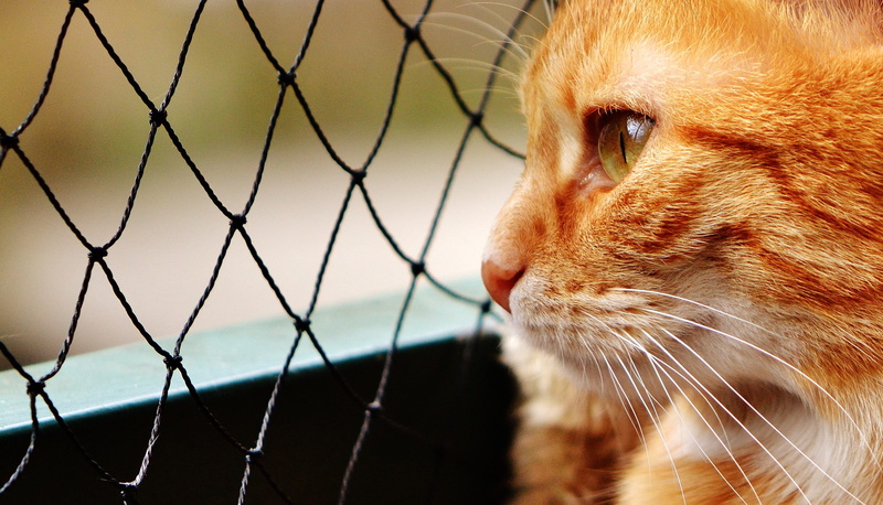 mammal, young cat, no people, mackerel, animal, pets, feline, boundary, playful, looking, vertebrate, animal world, domestic, sweet, adidas, close-up, pet