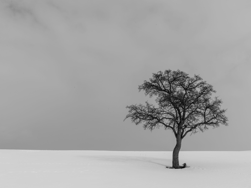 single Object, 8K, winter, bare Tree, black and white, season, rural Scene, landscape, forest, outdoors, alone, weather, nature, plant, no People, tree