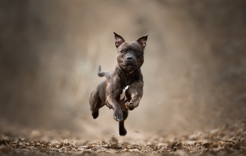 Pet, Staffordshire Bull Terrier, Bull Terrier, Dogs, Dog, 1080P, Depth Of Field