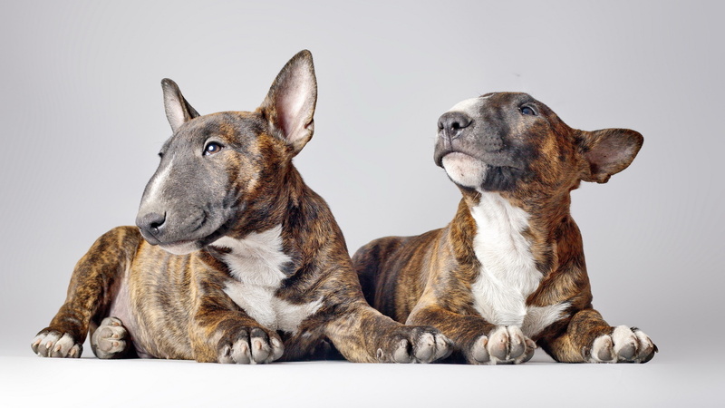 vertebrate, domestic, group of animals, no people, 2K, animal themes, two animals, canine, togetherness, sitting, animal, animal family, pets, gray, dog