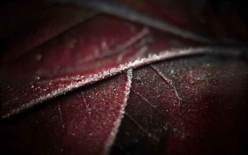 red, wet, 1080P, outdoors, extreme close-up, backgrounds, single object, textured, colored, frost, silver, autumn, plant part, selective focus, nature
