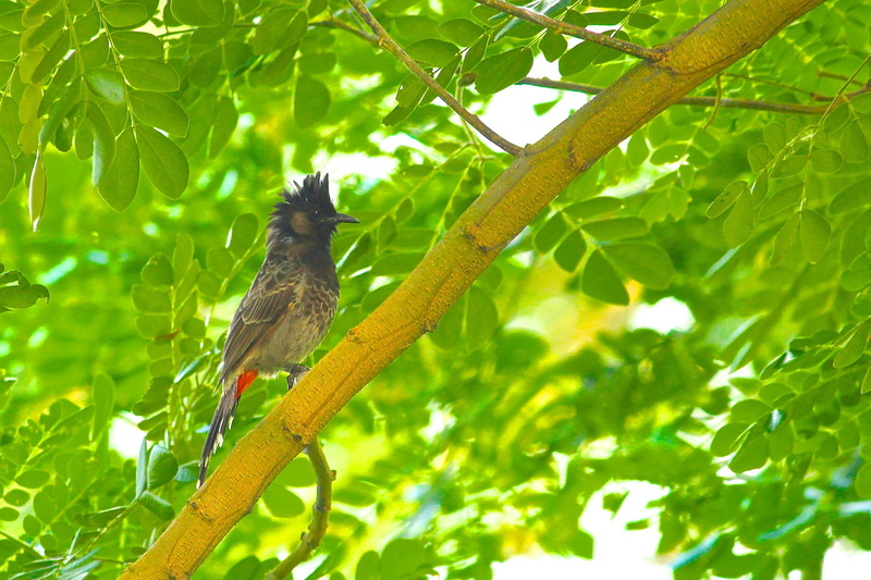 spiky, 1080P, iit, Sony, best, nikon, iitg, canon, Bird, Roonie, canon 1200d, Nature, eos