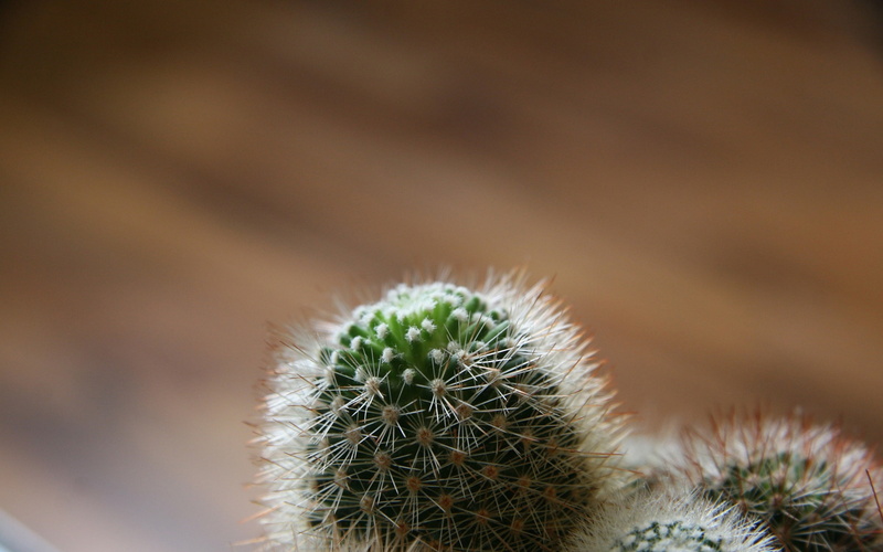 summer, botany, spiked, communication, no People, day, thorn, growth, needle - plant part, sharp, ecosystem, spiky, fluffy, climate, arid climate, cactus