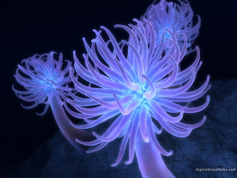 leafy, nature, sea creature, spiky, 480P, leaves, hd, spiky leaves, creature, sea