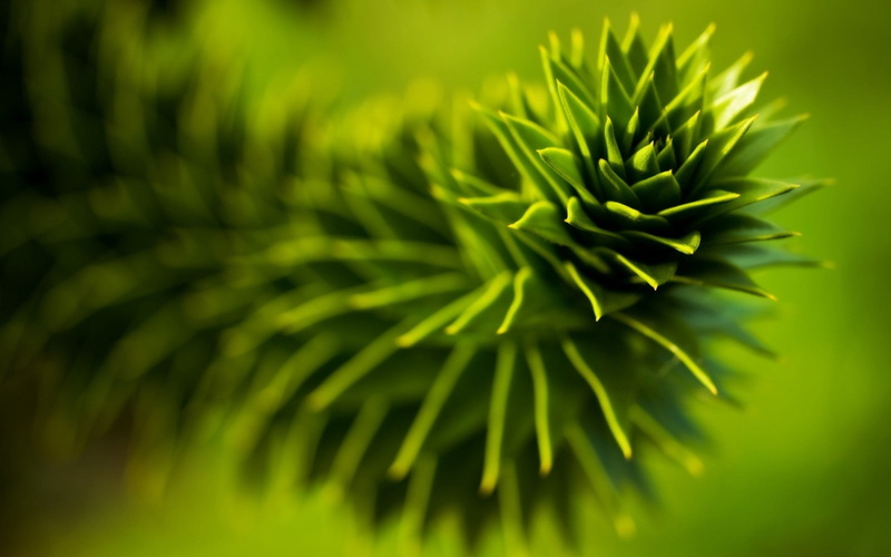 beauty In Nature, forest, nature, tree, summer, macro, outdoors, plant part, environment, coniferous Tree, 1080P, pine tree, day, evergreen Tree, green