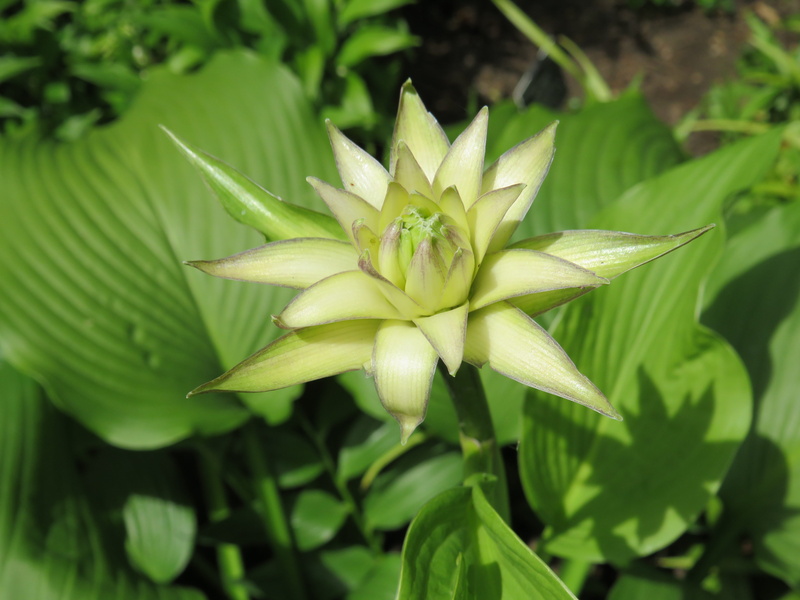 beauty in nature, vulnerability, green color, growth, day, no people, outdoors, nature, fragility, Leaf, Flower, close-up, freshness, plant, flowering plant
