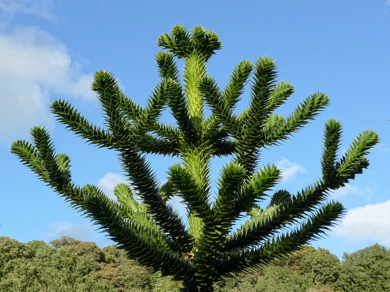 young, growth, araucana, conifer, endangered, beauty in nature, scales, cloud - sky, nature, field, evergreen, tree, blue, low angle view, pine, day, outdoors