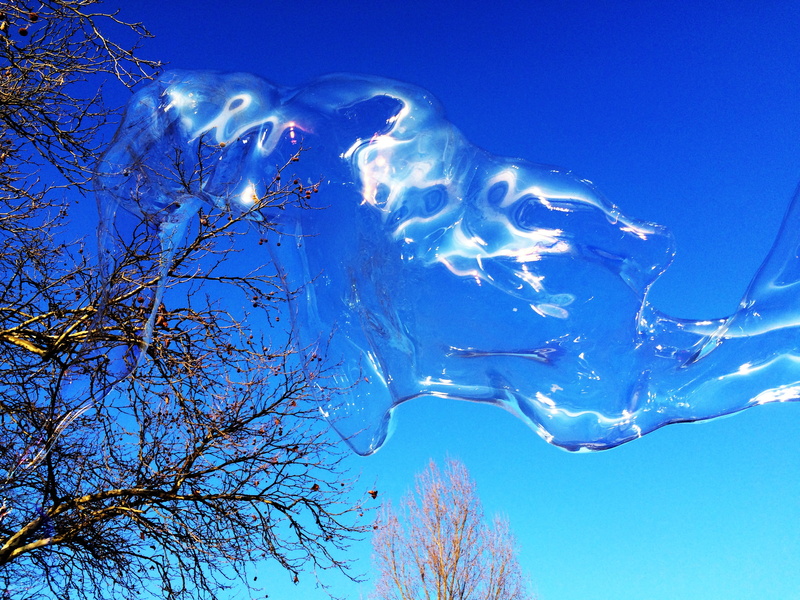 weightless, day, soapy water, blue, plant, soap bubble, 2K, marine, animal wildlife, animal, fun, wabbelig, airy, make soap bubbles, outdoors, beauty in nature