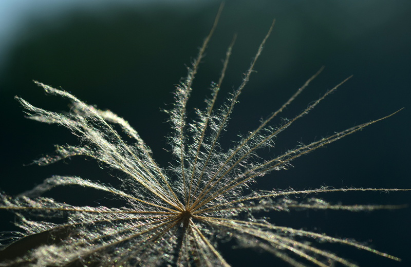 leaf, nature, soft, vulnerability, filigree, 5K, green color, close up, selective focus, tranquility, outdoors, would look like, close-up, umbrella, day