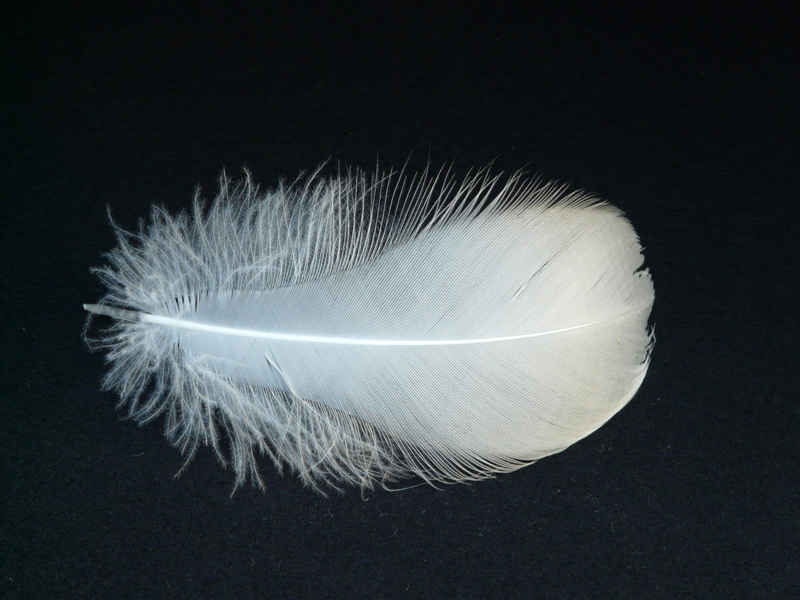 simplicity, fragility, no people, beauty in nature, white color, bird feather, filigree, indoors, softness, single object, 2K, cut out, swan feather, wispy