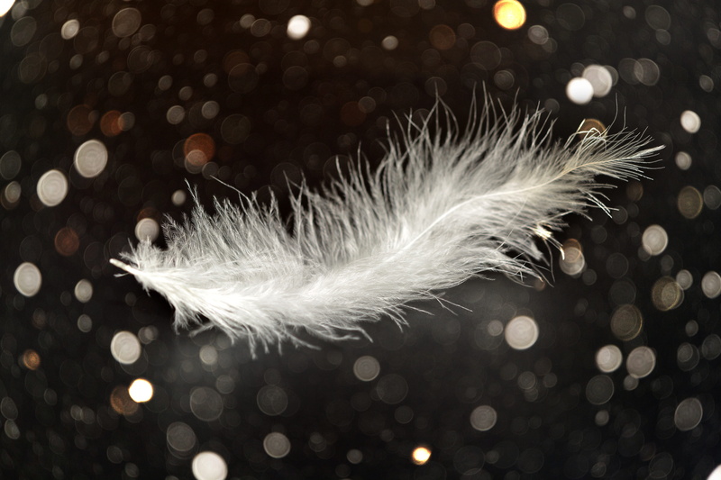 white color, glitter, lightweight, 5K, white, feather, airy, animal wildlife, tender, illuminated, black background, close-up, fragility, animal, nature